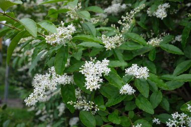 Ligustrum sinense çiçekli çalılık
