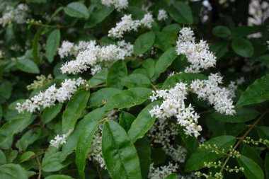 Ligustrum sinense çiçekli çalılık