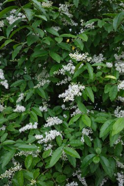 Ligustrum sinense çiçekli çalılık