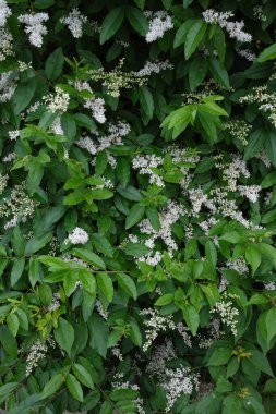 Ligustrum sinense çiçekli çalılık