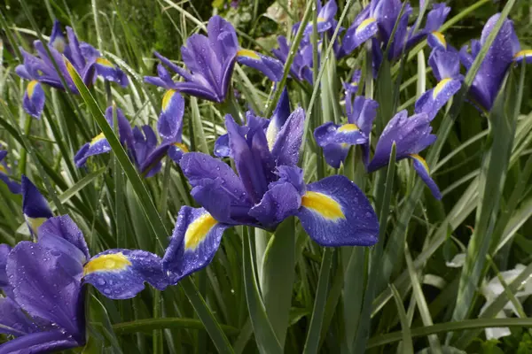 stock image Iris hollandica colorful flowers close up