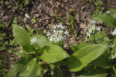 Allium ursinum beyaz çiçekleri
