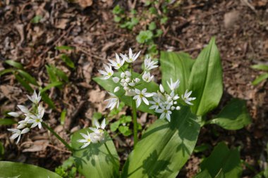 Allium ursinum beyaz çiçekleri