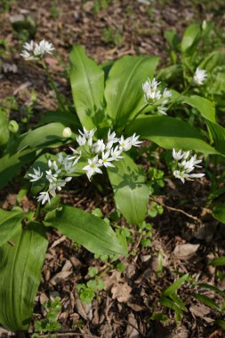 Allium ursinum beyaz çiçekleri