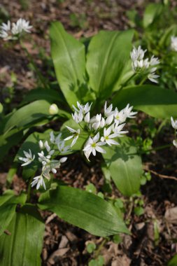 Allium ursinum beyaz çiçekleri