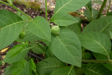 Atropa belladonna bitkisi yakın plan