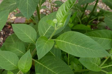 Atropa belladonna bitkisi yakın plan