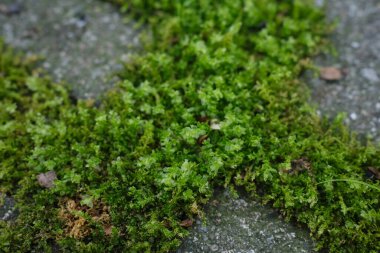 Mnium hornum yosunu. Yaklaş.