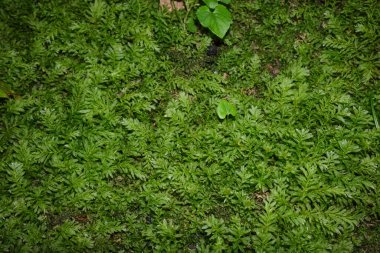 Mnium hornum moss close up clipart