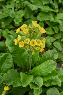 Primula veris çiçek açtı