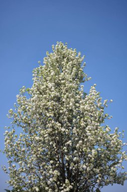 Pyrus calleryana ağacı çiçek açtı