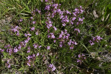 Saponaria ocymoides plant in bloom clipart