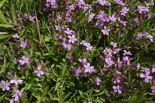 Saponaria ocymoides çiçek açtı