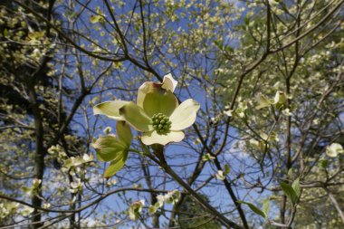 Cornus florida shrub in bloom clipart