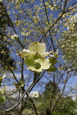 Cornus florida shrub in bloom clipart