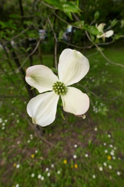 Cornus Florida Çiçek açmış çalılar