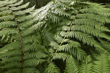 Dicksonia Antarctica eğreltiotu. Yakın çekim.
