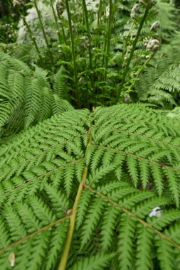 Dicksonia antarctica fern close up clipart