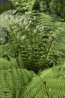 Dicksonia antarctica fern close up clipart