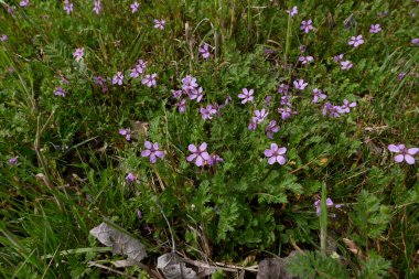 Erodium cicutarium in bloom clipart