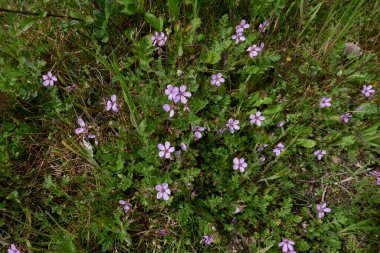 Erodium cicutarium in bloom clipart