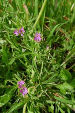 Sardunya disektum çiçeği ve yapraklar kapanıyor.