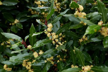 Laurus nobilis sarı cilt bakımı