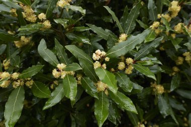 Laurus nobilis sarı cilt bakımı
