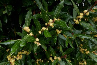 Laurus nobilis sarı cilt bakımı