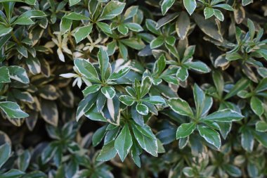 Pieris japonica Her zaman yeşil yeşillik