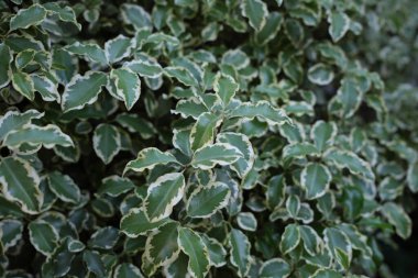 Pittosporum tenuifolium variegated leaves clipart