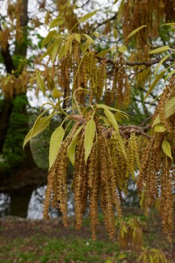 Quercus acutissima tree in bloom clipart