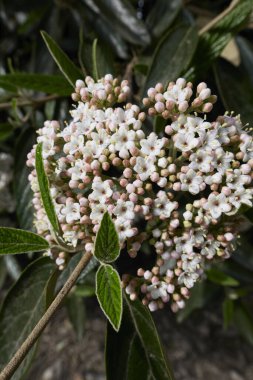 Viburnum Rhytidophyllum çiçek açtı.