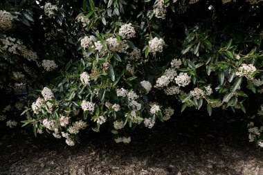 Viburnum Rhytidophyllum çiçek açtı.