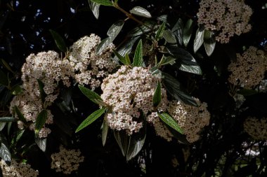 Viburnum rhytidophyllum shrub in bloom clipart