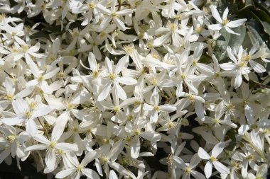 Clematis Armandii beyaz kokulu çiçek