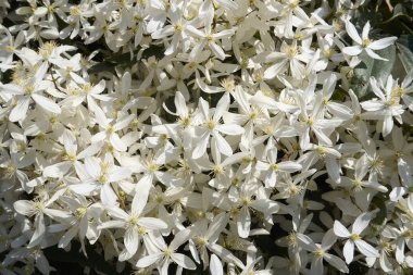 Clematis Armandii beyaz kokulu çiçek