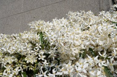 Clematis Armandii beyaz kokulu çiçek