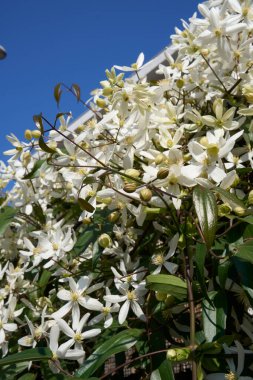 Clematis Armandii beyaz kokulu çiçek