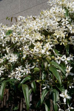 Clematis Armandii beyaz kokulu çiçek