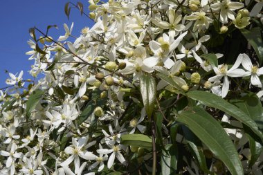 Clematis Armandii beyaz kokulu çiçek