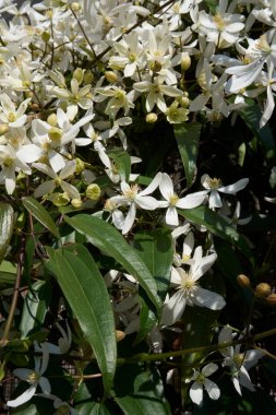 Clematis Armandii beyaz kokulu çiçek