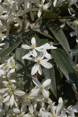 Clematis Armandii beyaz kokulu çiçek