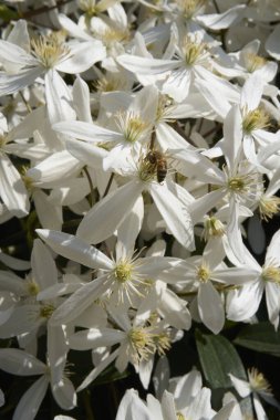 Clematis Armandii beyaz kokulu çiçek