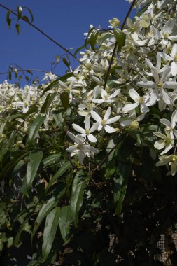 Clematis Armandii beyaz kokulu çiçek