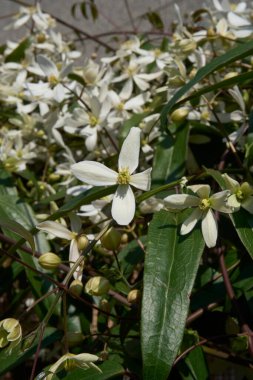 Clematis Armandii beyaz kokulu çiçek