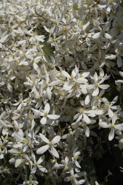 Clematis Armandii beyaz kokulu çiçek