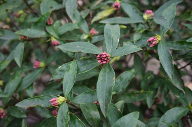 Daphne Odora çiçek açtı.