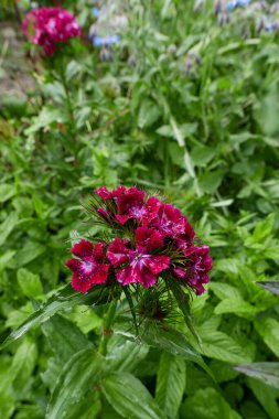 Dianthus Barbatus çiçek açtı