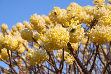 Edgeworthia chrysantha çiçek açmış çalılar